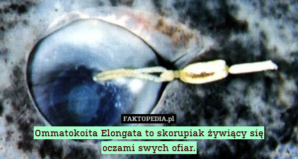 Ommatokoita Elongata to skorupiak żywiący się
oczami swych ofiar. 