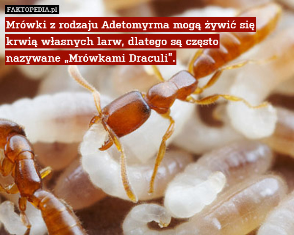 Mrówki z rodzaju Adetomyrma mogą żywić się krwią własnych larw, dlatego są często
nazywane „Mrówkami Draculi”. 