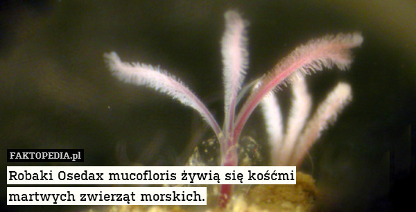 Robaki Osedax mucofloris żywią się kośćmi
martwych zwierząt morskich. 
