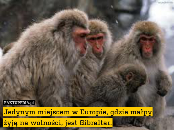Jedynym miejscem w Europie, gdzie małpy
żyją na wolności, jest Gibraltar. 