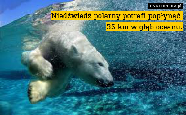 Niedźwiedź polarny potrafi popłynąć 
35 km w głąb oceanu. 