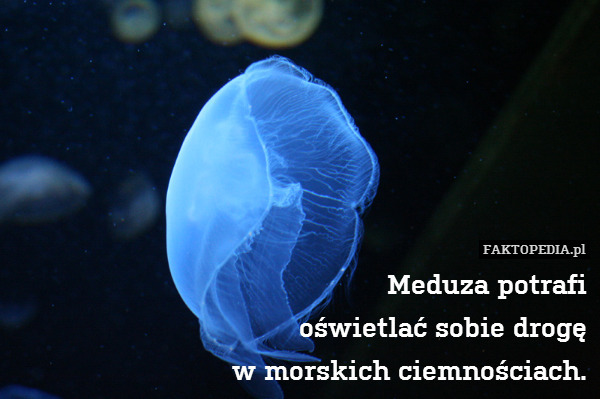 Meduza potrafi
oświetlać sobie drogę
w morskich ciemnościach. 