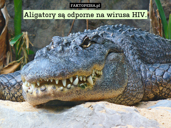 Aligatory są odporne na wirusa HIV. 