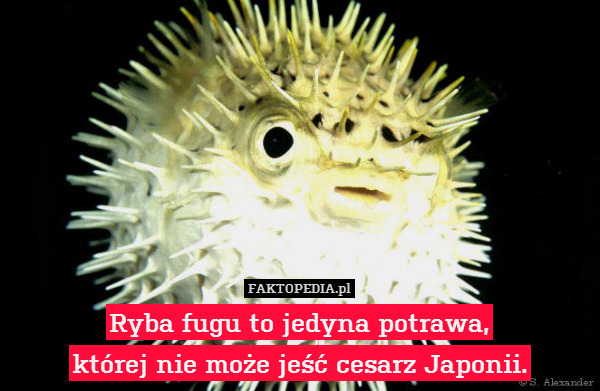 Ryba fugu to jedyna potrawa,
której nie może jeść cesarz Japonii. 