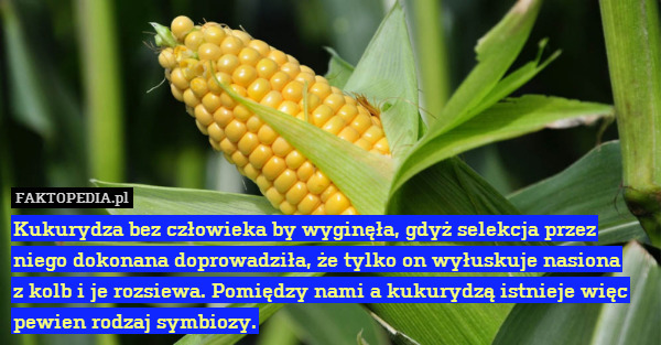 Kukurydza bez człowieka by wyginęła, gdyż selekcja przez niego dokonana doprowadziła, że tylko on wyłuskuje nasiona
z kolb i je rozsiewa. Pomiędzy nami a kukurydzą istnieje więc pewien rodzaj symbiozy. 