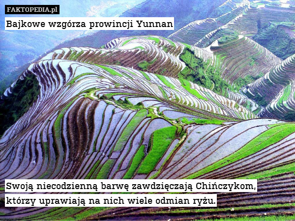 Bajkowe wzgórza prowincji Yunnan










Swoją niecodzienną barwę zawdzięczają Chińczykom,
którzy uprawiają na nich wiele odmian ryżu. 