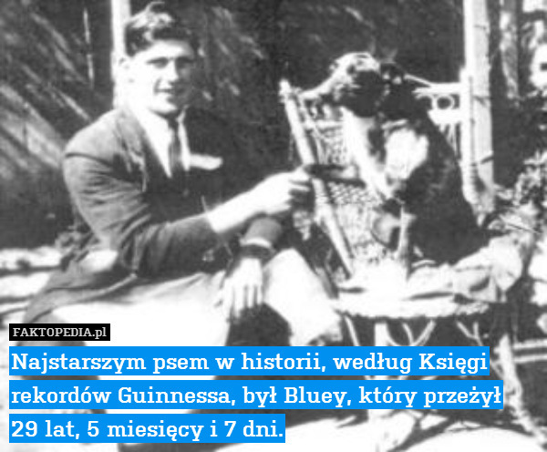 Najstarszym psem w historii, według Księgi rekordów Guinnessa, był Bluey, który przeżył
29 lat, 5 miesięcy i 7 dni. 