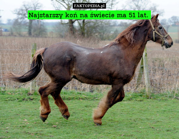Najstarszy koń na świecie ma 51 lat. 