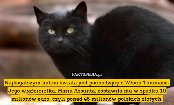 Najbogatszym kotem świata jest pochodzący z Włoch Tommaso. Jego właścicielka, Maria Assunta, zostawiła mu w spadku 10 milionów euro, czyli ponad 45 milionów polskich złotych. 