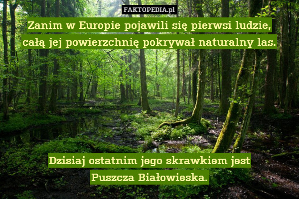 Zanim w Europie pojawili się pierwsi ludzie,
całą jej powierzchnię pokrywał naturalny las.






Dzisiaj ostatnim jego skrawkiem jest
Puszcza Białowieska. 