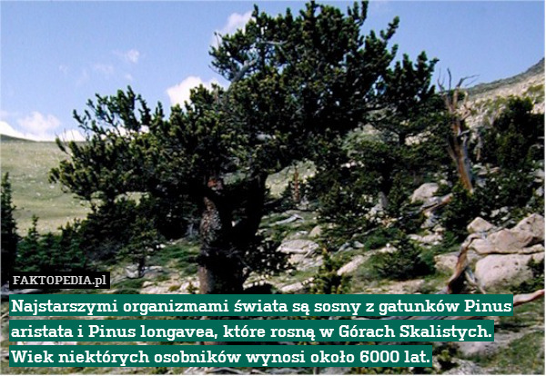 Najstarszymi organizmami świata są sosny z gatunków Pinus aristata i Pinus longavea, które rosną w Górach Skalistych. Wiek niektórych osobników wynosi około 6000 lat. 