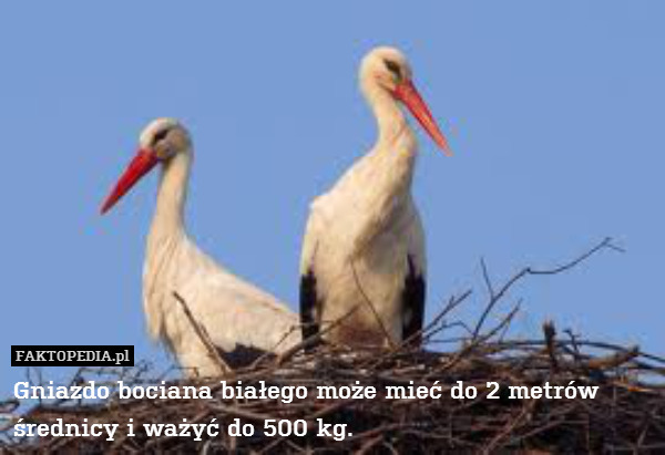 Gniazdo bociana białego może mieć do 2 metrów średnicy i ważyć do 500 kg. 