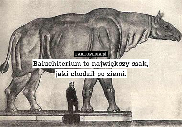 Baluchiterium to największy ssak,
jaki chodził po ziemi. 