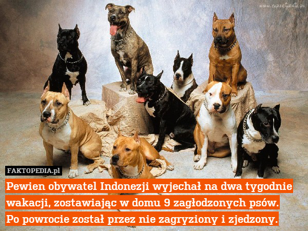 Pewien obywatel Indonezji wyjechał na dwa tygodnie wakacji, zostawiając w domu 9 zagłodzonych psów.
Po powrocie został przez nie zagryziony i zjedzony. 