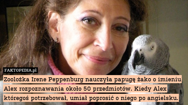 Zoolożka Irene Peppenburg nauczyła papugę żako o imieniu Alex rozpoznawania około 50 przedmiotów. Kiedy Alex któregoś potrzebował, umiał poprosić o niego po angielsku. 