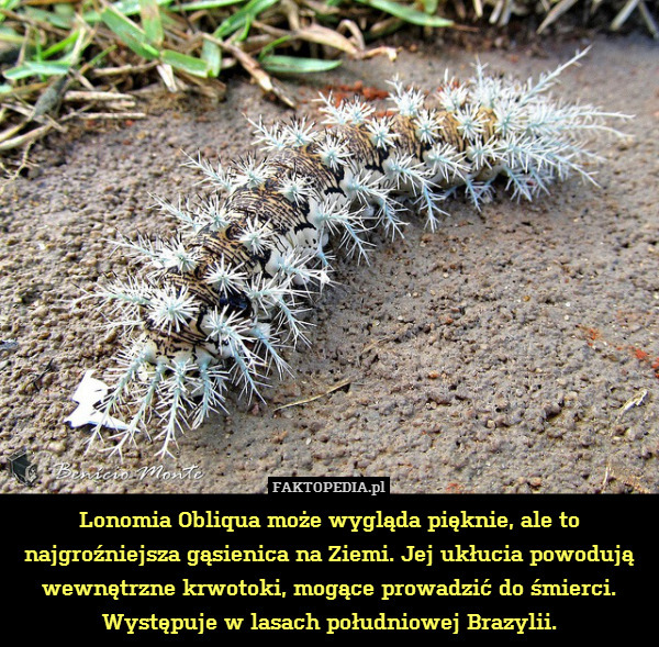 Lonomia Obliqua może wygląda pięknie, ale to najgroźniejsza gąsienica na Ziemi. Jej ukłucia powodują wewnętrzne krwotoki, mogące prowadzić do śmierci. Występuje w lasach południowej Brazylii. 