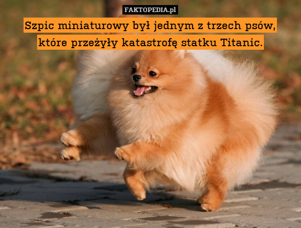 Szpic miniaturowy był jednym z trzech psów,
które przeżyły katastrofę statku Titanic. 