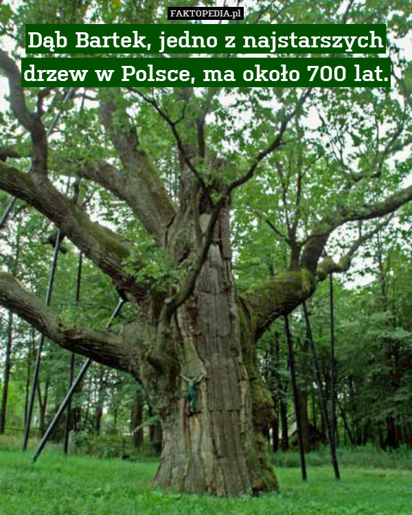 Dąb Bartek, jedno z najstarszych drzew w Polsce, ma około 700 lat. 