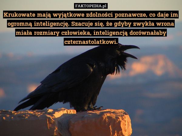 Krukowate mają wyjątkowe zdolności poznawcze, co daje im ogromną inteligencję. Szacuje się, że gdyby zwykła wrona miała rozmiary człowieka, inteligencją dorównałaby czternastolatkowi. 