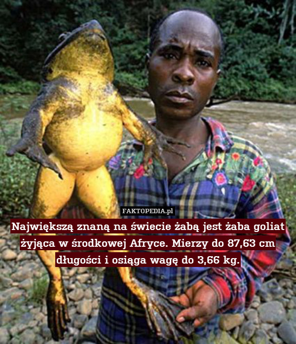 Największą znaną na świecie żabą jest żaba goliat żyjąca w środkowej Afryce. Mierzy do 87,63 cm długości i osiąga wagę do 3,66 kg. 