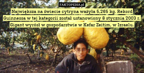 Największa na świecie cytryna ważyła 5,265 kg. Rekord Guinnessa w tej kategorii został ustanowiony 8 stycznia 2003 r. Gigant wyrósł w gospodarstwie w Kefar Zeitim, w Izraelu. 