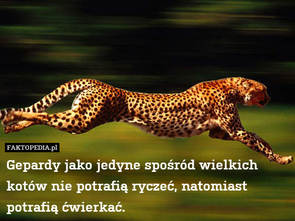 Gepardy jako jedyne spośród wielkich kotów nie potrafią ryczeć, natomiast potrafią ćwierkać. 