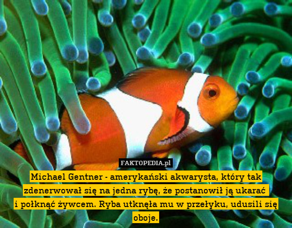 Michael Gentner - amerykański akwarysta, który tak zdenerwował się na jedna rybę, że postanowił ją ukarać 
i połknąć żywcem. Ryba utknęła mu w przełyku, udusili się oboje. 