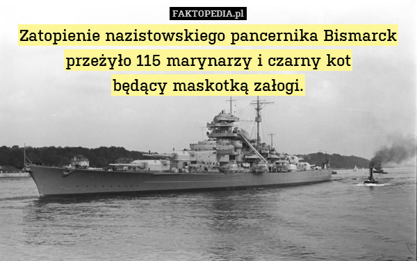 Zatopienie nazistowskiego pancernika Bismarck przeżyło 115 marynarzy i czarny kot
będący maskotką załogi. 