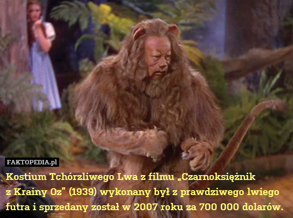 Kostium Tchórzliwego Lwa z filmu „Czarnoksiężnik
z Krainy Oz” (1939) wykonany był z prawdziwego lwiego futra i sprzedany został w 2007 roku za 700 000 dolarów. 
