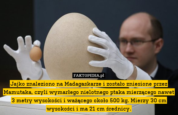 Jajko znaleziono na Madagaskarze i zostało zniesione przez Mamutaka, czyli wymarłego nielotnego ptaka mierzącego nawet 3 metry wysokości i ważącego około 500 kg. Mierzy 30 cm wysokości i ma 21 cm średnicy. 