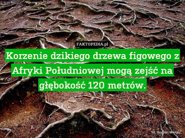 Korzenie dzikiego drzewa figowego z Afryki Południowej mogą zejść na głębokość 120 metrów. 
