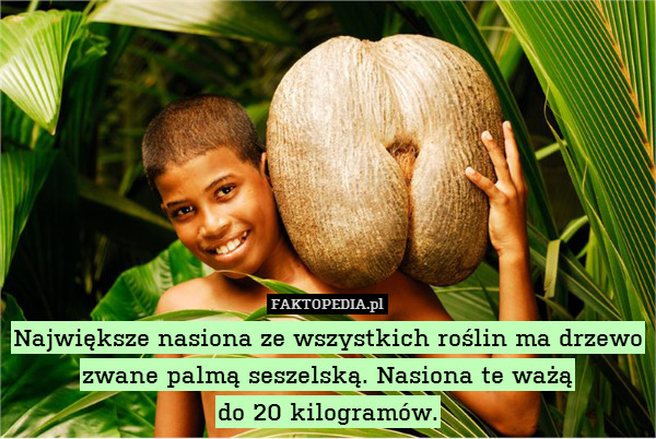 Największe nasiona ze wszystkich roślin ma drzewo zwane palmą seszelską. Nasiona te ważą
do 20 kilogramów. 