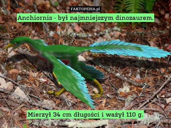 Anchiornis - był najmniejszym dinozaurem.









Mierzył 34 cm długości i ważył 110 g. 