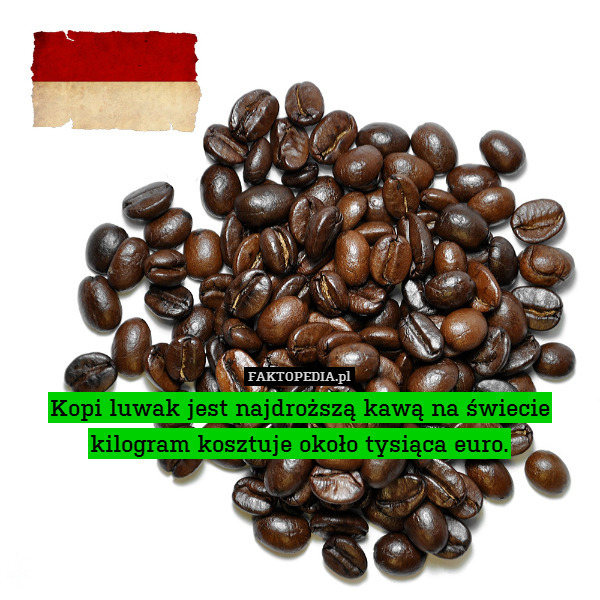 Kopi luwak jest najdroższą kawą na świecie
kilogram kosztuje około tysiąca euro. 