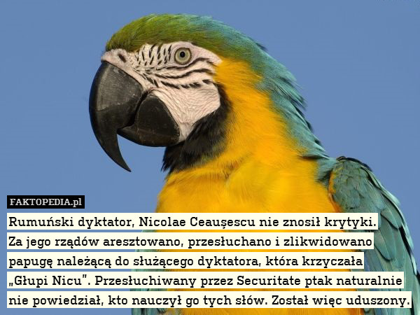 Rumuński dyktator, Nicolae Ceauşescu nie znosił krytyki.
Za jego rządów aresztowano, przesłuchano i zlikwidowano papugę należącą do służącego dyktatora, która krzyczała
„Głupi Nicu”. Przesłuchiwany przez Securitate ptak naturalnie nie powiedział, kto nauczył go tych słów. Został więc uduszony. 