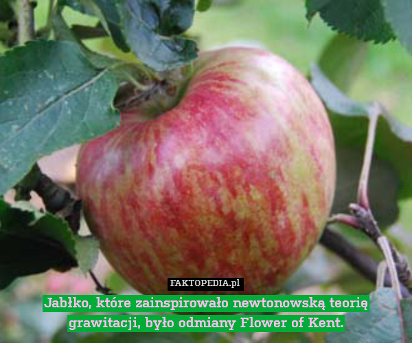 Jabłko, które zainspirowało newtonowską teorię grawitacji, było odmiany Flower of Kent. 