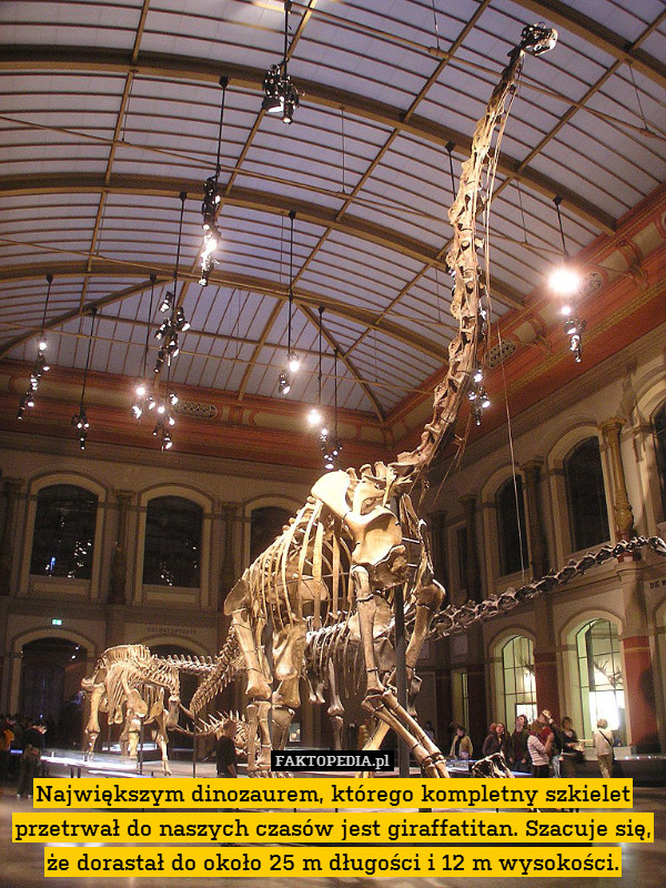 Największym dinozaurem, którego kompletny szkielet przetrwał do naszych czasów jest giraffatitan. Szacuje się, że dorastał do około 25 m długości i 12 m wysokości. 