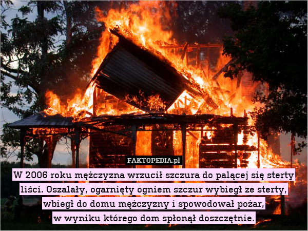 W 2006 roku mężczyzna wrzucił szczura do palącej się sterty liści. Oszalały, ogarnięty ogniem szczur wybiegł ze sterty, wbiegł do domu mężczyzny i spowodował pożar,
w wyniku którego dom spłonął doszczętnie. 