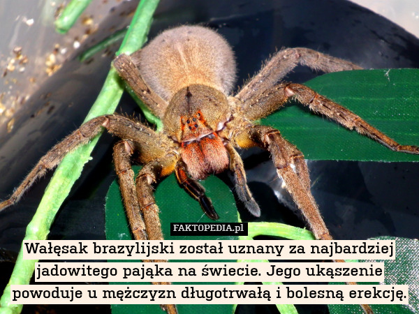 Wałęsak brazylijski został uznany za najbardziej jadowitego pająka na świecie. Jego ukąszenie powoduje u mężczyzn długotrwałą i bolesną erekcję. 