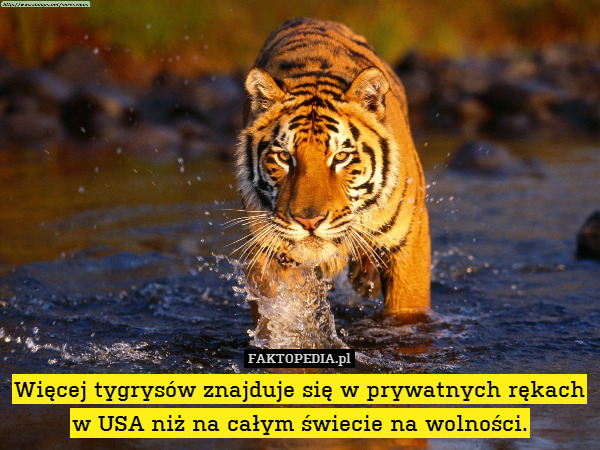 Więcej tygrysów znajduje się w prywatnych rękach w USA niż na całym świecie na wolności. 