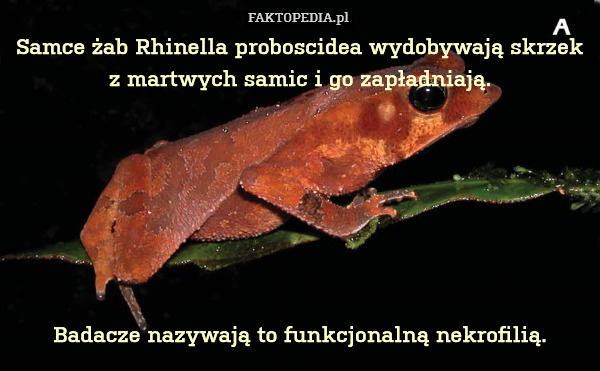 Samce żab Rhinella proboscidea wydobywają skrzek z martwych samic i go zapładniają.







Badacze nazywają to funkcjonalną nekrofilią. 