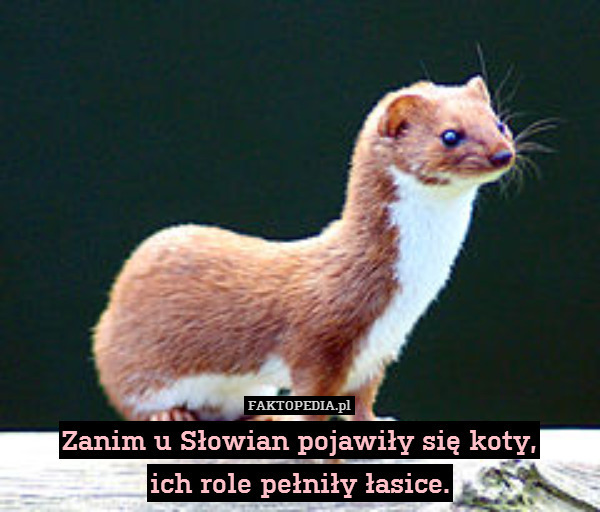Zanim u Słowian pojawiły się koty,
ich role pełniły łasice. 