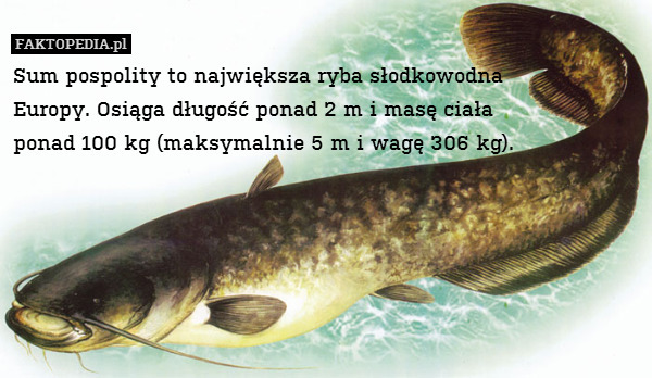 Sum pospolity to największa ryba słodkowodna
 Europy. Osiąga długość ponad 2 m i masę ciała
 ponad 100 kg (maksymalnie 5 m i wagę 306 kg). 