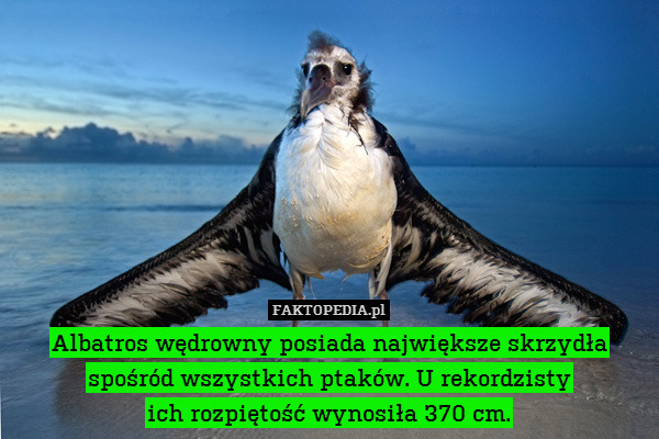Albatros wędrowny posiada największe skrzydła spośród wszystkich ptaków. U rekordzisty
ich rozpiętość wynosiła 370 cm. 