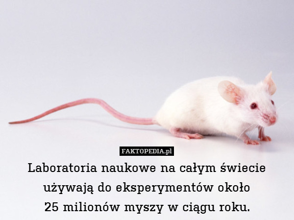 Laboratoria naukowe na całym świecie
używają do eksperymentów około
25 milionów myszy w ciągu roku. 