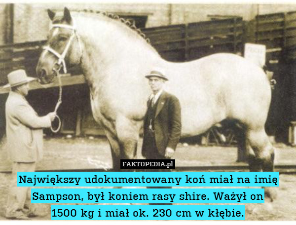 Największy udokumentowany koń miał na imię Sampson, był koniem rasy shire. Ważył on
1500 kg i miał ok. 230 cm w kłębie. 