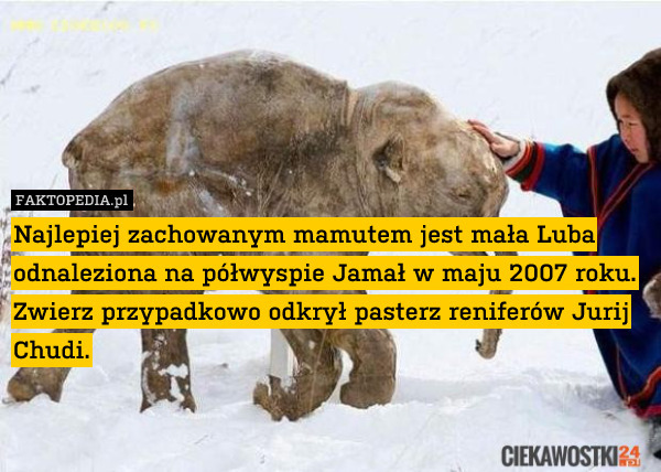 Najlepiej zachowanym mamutem jest mała Luba odnaleziona na półwyspie Jamał w maju 2007 roku. Zwierz przypadkowo odkrył pasterz reniferów Jurij Chudi. 