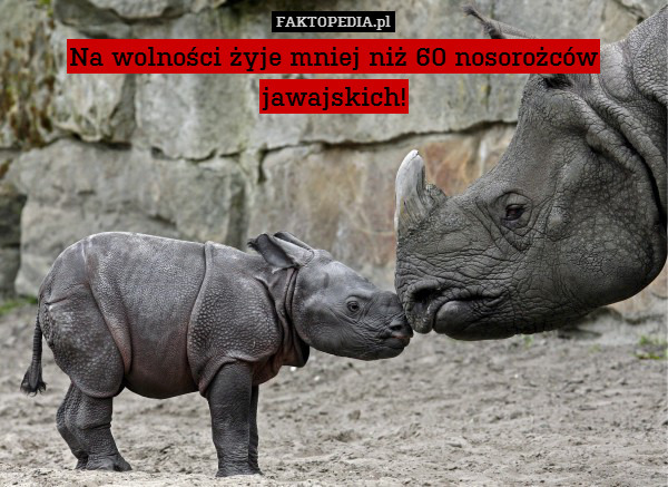 Na wolności żyje mniej niż 60 nosorożców jawajskich! 