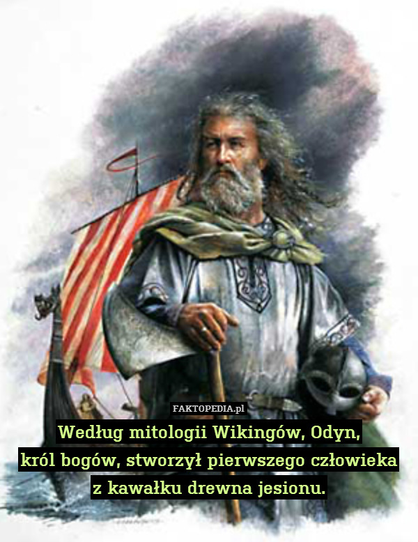 Według mitologii Wikingów, Odyn,
król bogów, stworzył pierwszego człowieka
z kawałku drewna jesionu. 