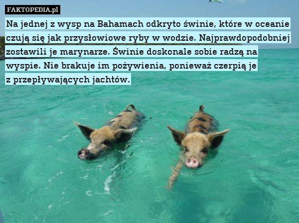 Na jednej z wysp na Bahamach odkryto świnie, które w oceanie czują się jak przysłowiowe ryby w wodzie. Najprawdopodobniej zostawili je marynarze. Świnie doskonale sobie radzą na wyspie. Nie brakuje im pożywienia, ponieważ czerpią je
z przepływających jachtów. 